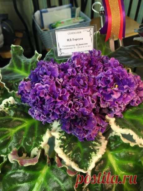 Выставка цветущих фиалок – «ЛЕТНИЙ БУКЕТ» в «Санкт-Петербургском Обществе «Знание» ⏰ 20-23 июня 2019 г. с 11 до 19 ч. 📅 Программа выставки: 22 июня 2019 г. 13.00 ч. - Лекция &quot;Лето без потерь!&quot; (речь пойдет об опасностях для фиалок и стрептокарпусов в жаркое время года, влиянии влажности и температуры на жизнедеятельность растений, болезнях и вредителях, о том, как сохранить цветы во время отпуска и пр.) Грачева Т.А. 23 июня 2019 г. 13.00 ч. – Лекция &quot;Способы диагностирования и…