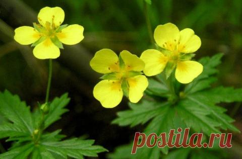 Лапчатка – «мужицкий корень» | KR-News.Ru - Информационный портал Ростовской области