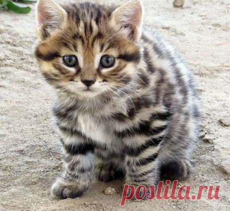 14 жертв за ночь. Интересные факты про грозного охотника - черноногую кошку | Популярная наука | Дзен