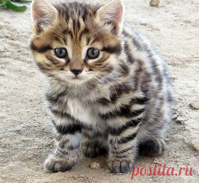 14 жертв за ночь. Интересные факты про грозного охотника - черноногую кошку | Популярная наука | Дзен