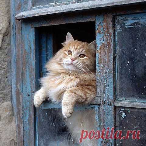 В окне родного дома.