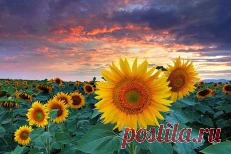 Постила (postilaru) в Твиттере
