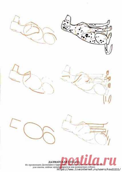 Рисуем собак