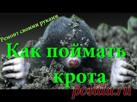 Как поймать крота или слепыша, работающий способ ловли крота