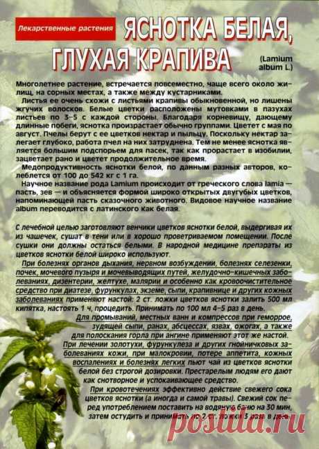 Яснотка белая, глухая крапива