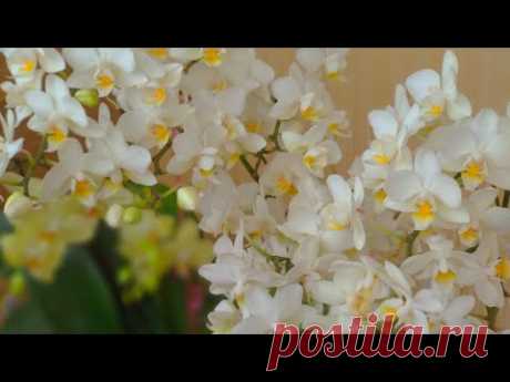 БОР орхидеи БРО! ПОСЛЕ орхидеи БУТОНЫ ОЖИВУТ! СВЕЖИЕ ЦВЕТЫ орхидеи ОТ КИСЛОТЫ! БОР ТЕРАПИЯ орхидеи!