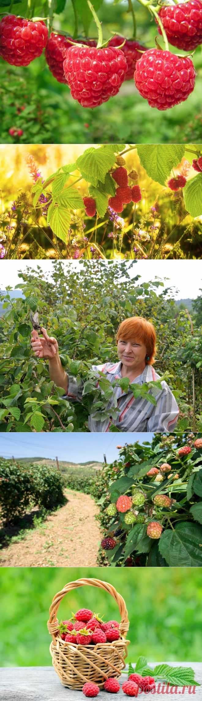 Секреты хорошего урожая малины / Кустарники / 7dach.ru