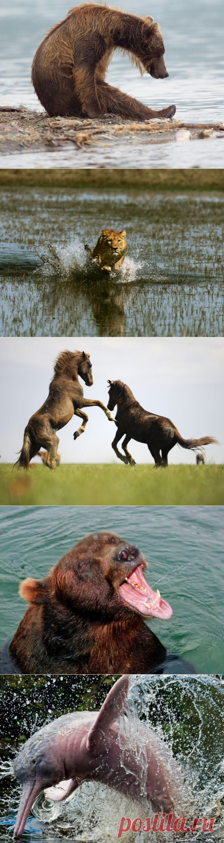 (+1) тема - Лучшие фотографии National Geographic Russia в январе | Непутевые заметки