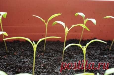 Перец "Звезда востока": описание сорта, характеристика, отзывы, фото, урожайность