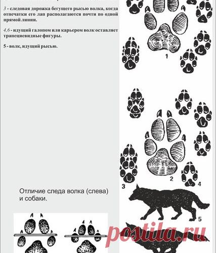 СЛЕДЫ ЖИВОТНЫХ. СОБАКА ВОЛК ЛИСА