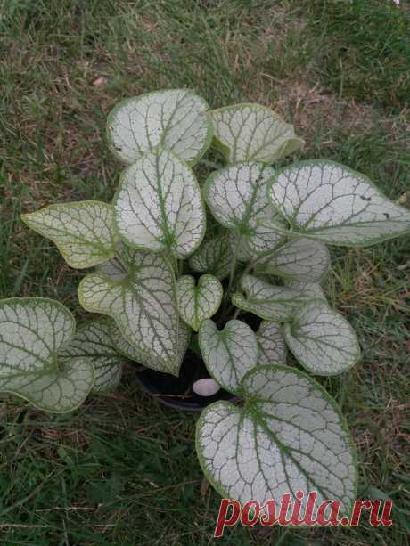 Бруннера крупнолистная &quot;Джек Фрост&quot; (Brunnera macrophylla &quot;Jack Frost&quot;)