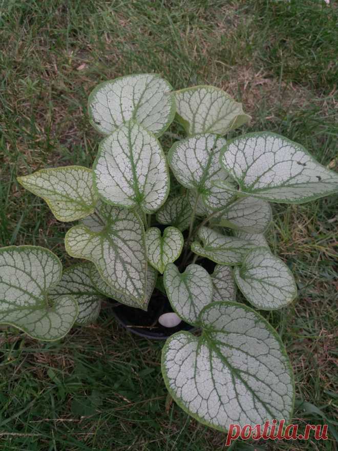 Бруннера крупнолистная "Джек Фрост" (Brunnera macrophylla "Jack Frost")