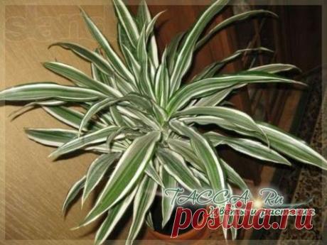 Драцена деремская, или душистая (Dracaena deremensis, Fragrans): фото, уход, размножение.