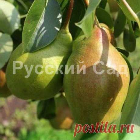 Груша Чудесница