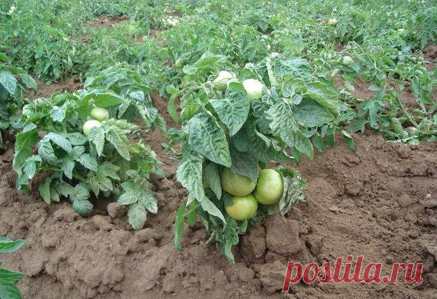 Томат Клуша: характеристика и описание сорта