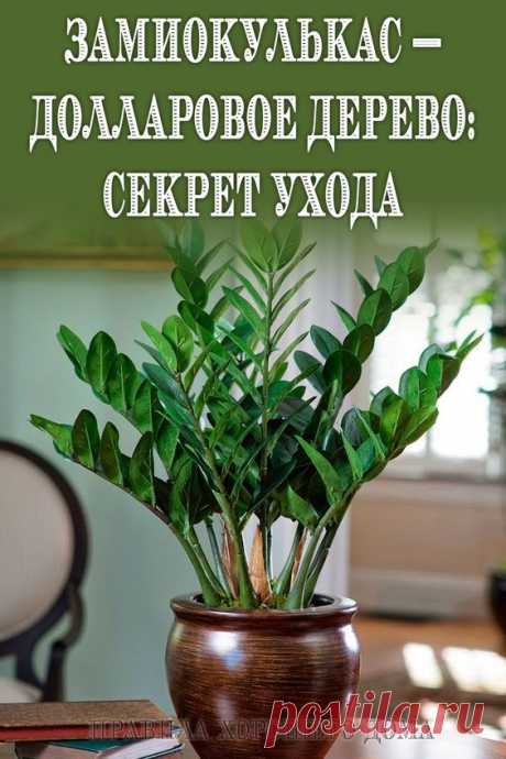Замиокулькас — Долларовое Дерево: Секрет ухода
