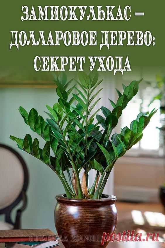 Замиокулькас — Долларовое Дерево: Секрет ухода
