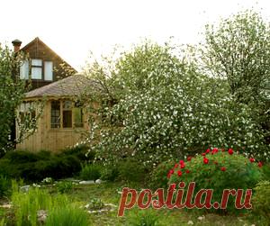 Какие болезни и насекомые грозят дачным посадкам — 6 соток