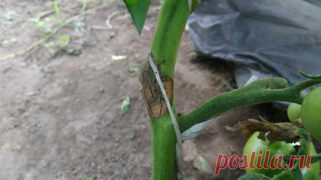 Болезни помидоров в теплице (с фотографиями) и борьба с ними: описание распространенных проблем томатов и способы их лечения