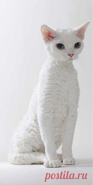 #white devon rex #cat | Just White ☆