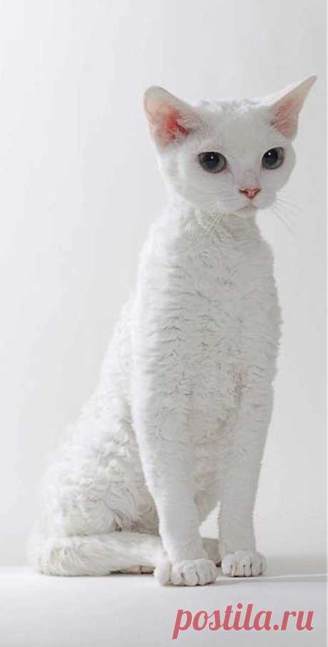 #white devon rex #cat | Just White ☆