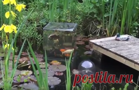 Аквариум наоборот: рыбки из пруда теперь могут рассматривать окружающих