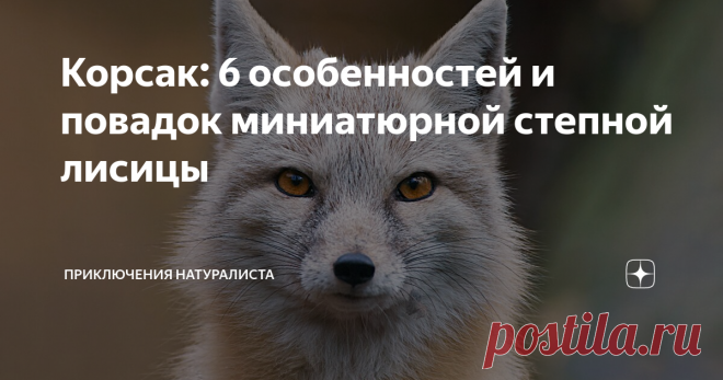 Корсак: 6 особенностей и повадок миниатюрной степной лисицы Мелкий, но долговязый хищник! Происхождение названия связано с тюркским наречием, в котором «карсак» обозначает коротышку! Да, внешне животное сильно напоминает уменьшенную ксерокопию обыкновенной лисы, только вот в поведении степного хулигана множество своих интересностей.
