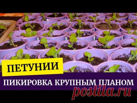 Пикировка петунии крупным планом. Коротко о главном. Продолжение следует
