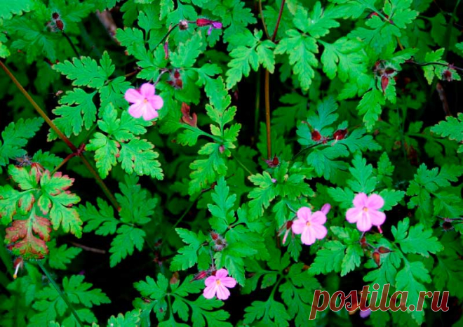Лекарственное растение Герань Роберта (Geranium robertianum). Однолетнее растение высотой 20—50 см. По причине неприятного запаха ее еще называют вонючкой. Стебель прямой, часто с красноватым опенком, железисто-опушенный. Листья 3-5-перистораздельные, сегменты с торчащим опушением, дваждыперисторассеченные. Цветки обычно по два на одной цветоножке. Лепестки длиной 9-13 мм, розовые, с 3 продольными полосками. Двустворчатые растрескивающиеся плоды с клювиком.