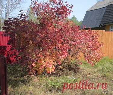 337 карточек в коллекции «Фото недели с 28 сентября по 4 октября» пользователя ЯндексКоллекции в Яндекс.Коллекциях