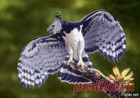 южноамериканская гарпия: 15 тыс изображений найдено в Яндекс.Картинках