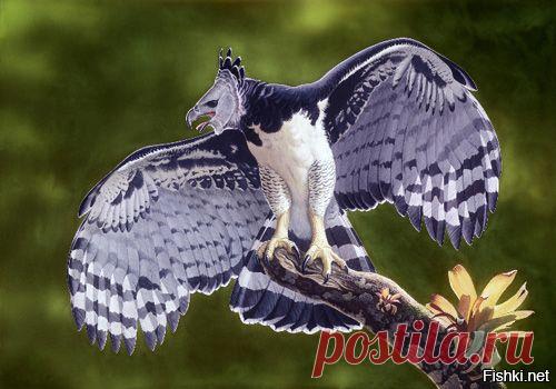 южноамериканская гарпия: 15 тыс изображений найдено в Яндекс.Картинках