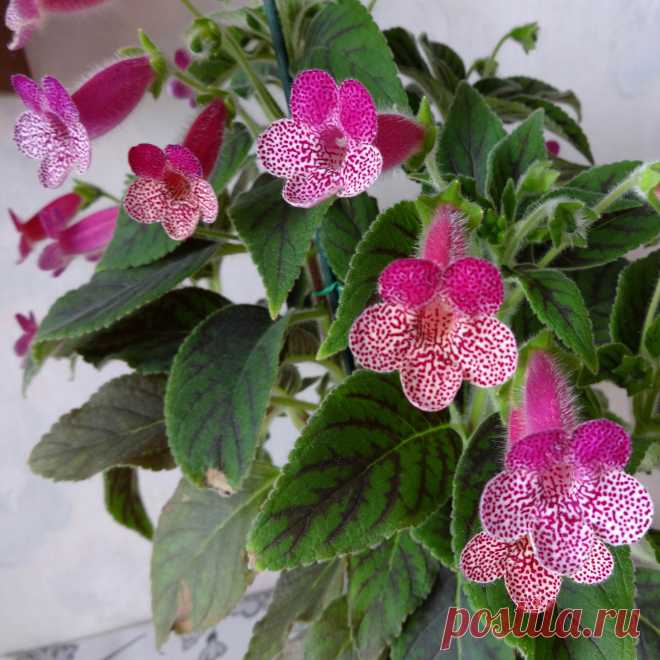 Комнатное растение Колерия (Kohleria). В продажу обычно поступают гибриды колерии приятной (K.amabilis). Сам род назван в честь преподавателя естествознания М. Колера, жившего в XIX в. Цветение длится почти в течение всего года за исключением зимнего периода. Молодые растения рекомендуют ежегодно пересаживать. Размножение возможно верхушечными черенками и делением корневища. Колерию можно вырастить из приобретенного корневища, которое следует закопать в грунт на глубину 1,5 см.