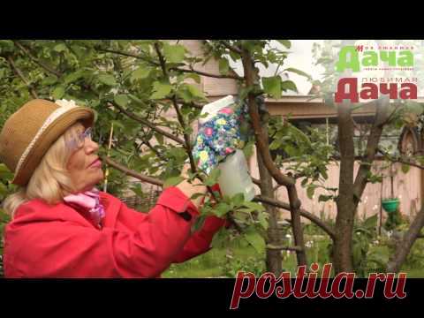 Удобрения под яблоню и внекорневая подкормка весной и осенью