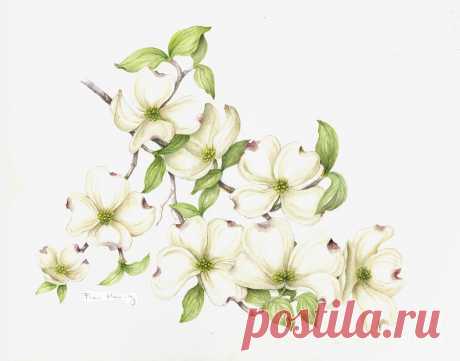 Dogwood In Spring by Fran Henig Dogwood In Spring Painting by Fran Henig
