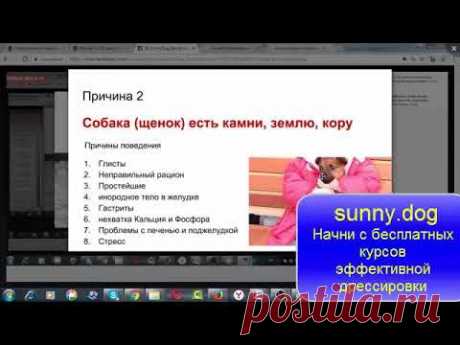 Пес подбирает с емли  Отучаем  Начинаем с причин 1 часть