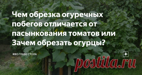 Чем обрезка огуречных побегов отличается от пасынкования томатов или Зачем обрезать огурцы?       Добрый день уважаемые подписчики и случайно зашедшие гости моего канала.      В сегодняшней статье поговорим о том, надо ли обрезать огуречные плети в теплице и если да, то как это делать правильно.      Огурцы (побеги огуречных плетей) больше похожи на индетерминантные помидоры. Если растение здоровое, то у него есть все шансы, что они пойдут верх, заполнив теплицу ботвой (ст...