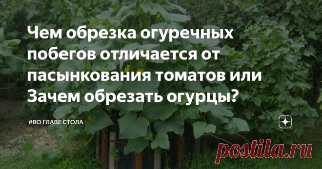 Чем обрезка огуречных побегов отличается от пасынкования томатов или Зачем обрезать огурцы?       Добрый день уважаемые подписчики и случайно зашедшие гости моего канала.      В сегодняшней статье поговорим о том, надо ли обрезать огуречные плети в теплице и если да, то как это делать правильно.      Огурцы (побеги огуречных плетей) больше похожи на индетерминантные помидоры. Если растение здоровое, то у него есть все шансы, что они пойдут верх, заполнив теплицу ботвой (ст...