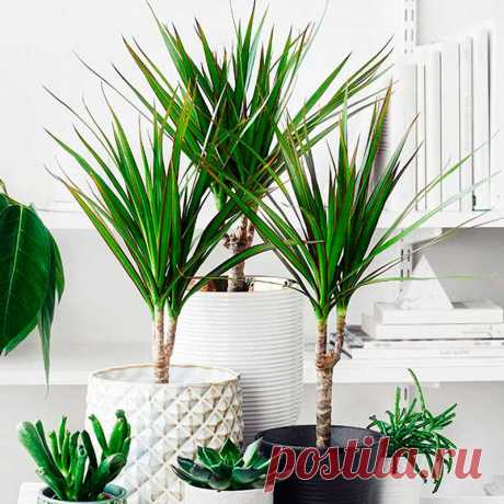 Комнатное растение ДРАЦЕНА (Dracena). Название рода происходит от греческого слова dracaina - &quot;самка дракона&quot;. Хотя в домашних условиях высота растения может достигнуть 3 м, цветение происходит редко. Широкие дуговидные листья достигают в длину 70 см. Размножают драцены отрезками стебля или верхушечными черенками. Почва для драцен состоит из трех частей садовой земли, одной части торфа и одной части песка. Летом раз в неделю рекомендуется производить подкормку комплексным удобрением.