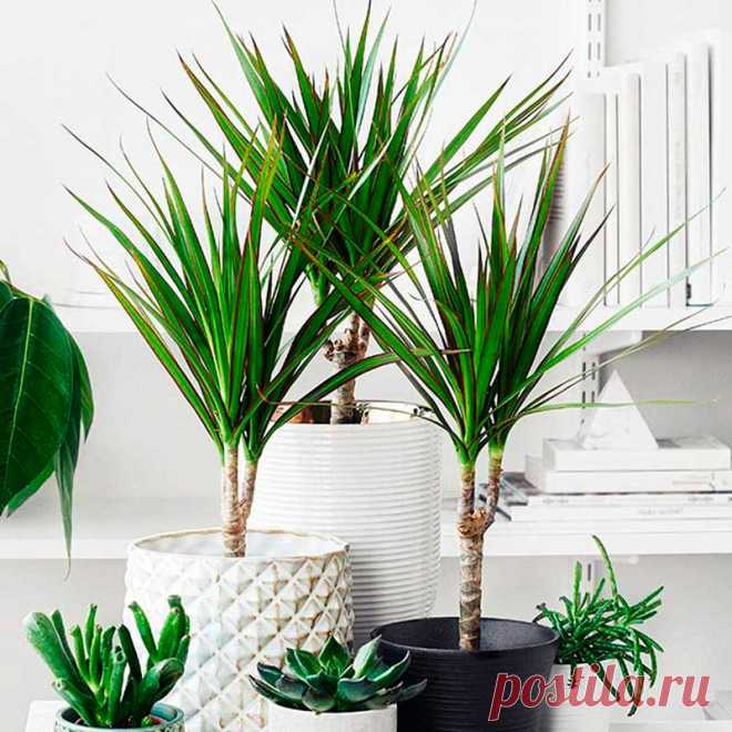 Комнатное растение Драцена (Dracena). Название рода происходит от греческого слова dracaina - "самка дракона". Хотя в домашних условиях высота растения может достигнуть 3 м, цветение происходит редко. Широкие дуговидные листья достигают в длину 70 см. Размножают драцены отрезками стебля или верхушечными черенками. Почва для драцен состоит из трех частей садовой земли, одной части торфа и одной части песка. Летом раз в неделю рекомендуется производить подкормку комплексным удобрением.