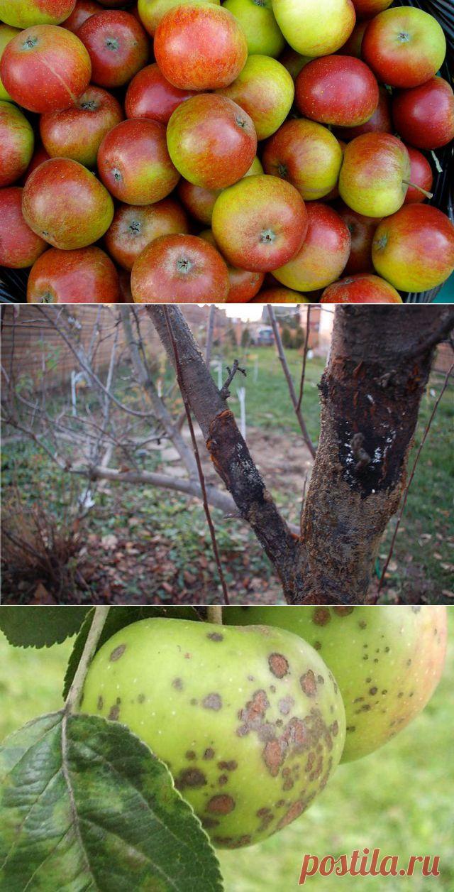 Болезни яблонь и их лечение. Болезни яблони: фото - Женский журнал LadySpecial.ru : специально для женщин
