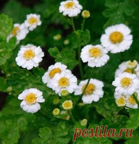 Выращиваем полезные травы — Делимся советами