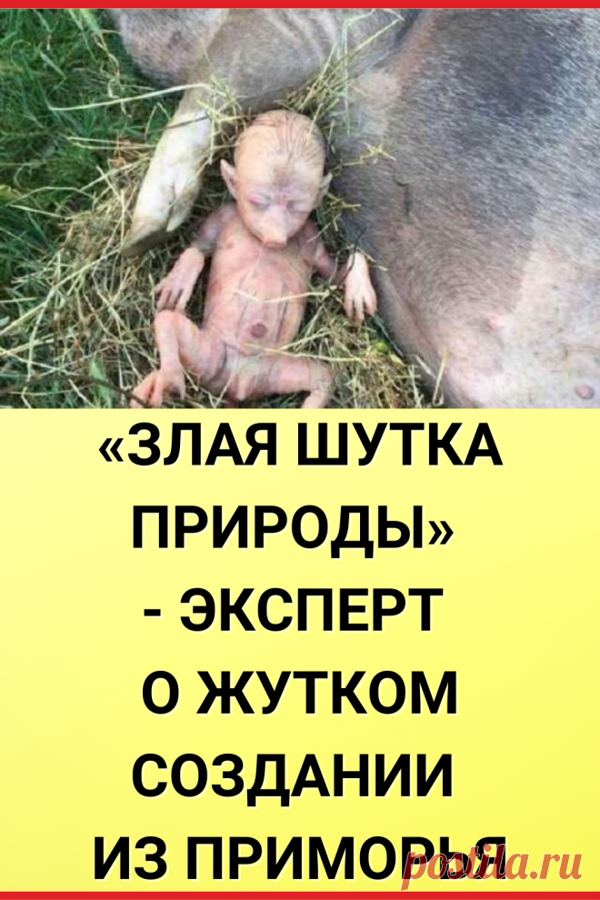 «Злая шутка природы» - эксперт о жутком создании из Приморья