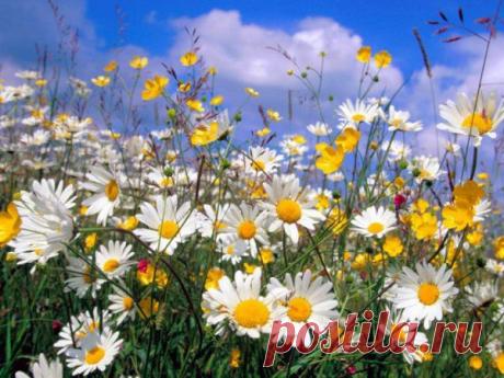 картинки цветов красивые - 464 тыс. картинок. Поиск@Mail.Ru