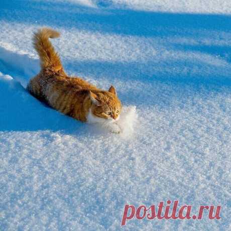 Великолепный рыжий котяра из России очаровывает соцсети
