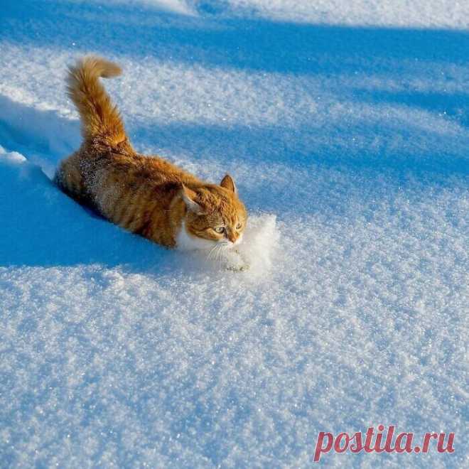 Великолепный рыжий котяра из России очаровывает соцсети