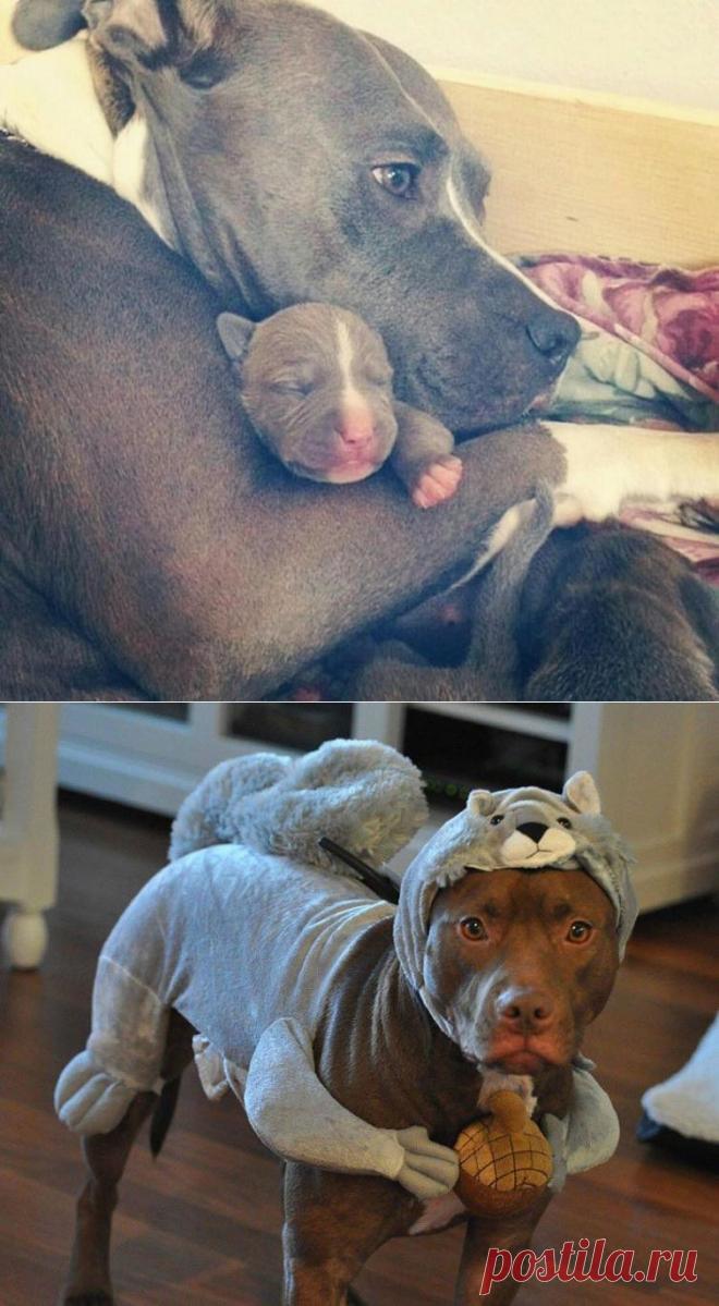 20 "веских" причин, почему никто и никогда не должен заводить питбуля | Дай лапку