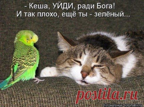 Одноклассники