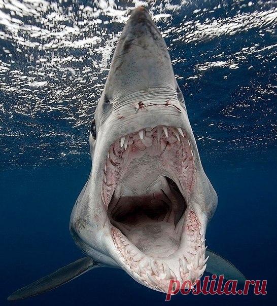 Акула в момент атаки