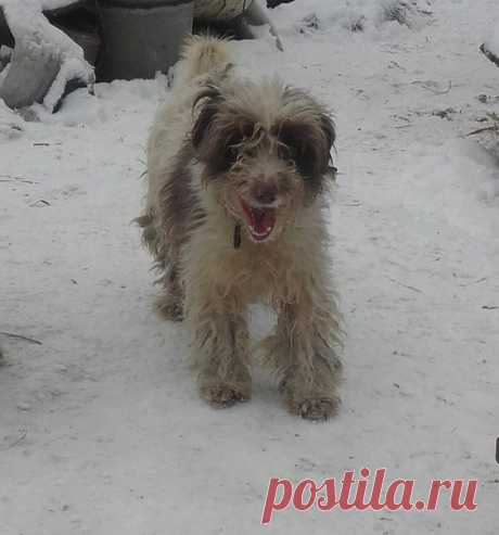 Скорей бы ночь, завыть на звёзды от бессилья, Луна не скажет: " пшёл, блохастый бок! ". Я б даже кость ей подарил, да нету крыльев... Я б улетел отсюда... если б смог.. Дорогие люди!!!! Лёлику нужен дом!!!! Живёт у бабушки Ани, хотя там ещё проживает около 50 собак.